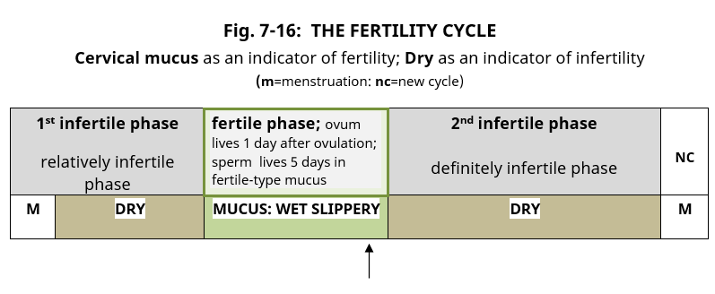 https://naturalfamilyplanningireland.ie/wp-content/uploads/2023/06/fig-7-16-the-fertility-cycle.png